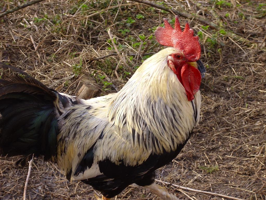 Willekes Bluetenhof Madfeld المظهر الخارجي الصورة